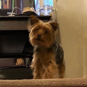 Meet your Posher, Ben